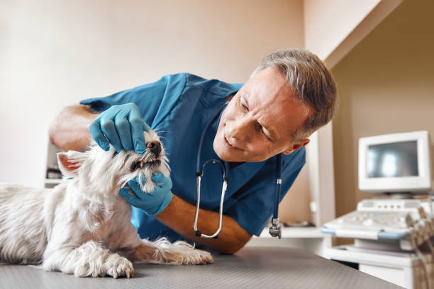 Best Weekend Emergency Dentist in North Charleroi, PA